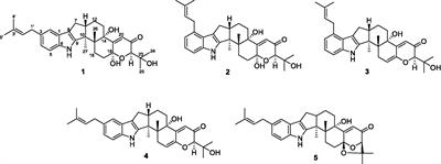 Prenylated indole-terpenoids with antidiabetic activities from Penicillium sp. HFF16 from the rhizosphere soil of Cynanchum bungei Decne